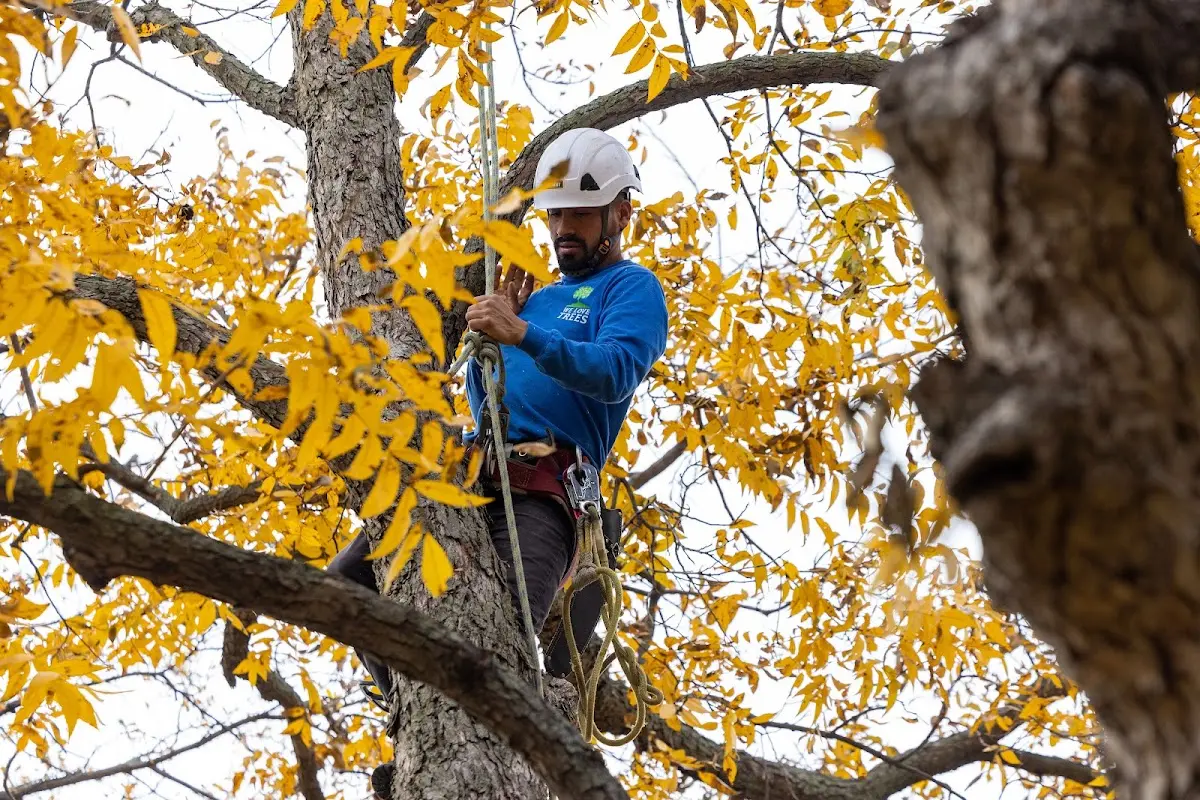 Skilled Tree Trimming crew working in Lakeville